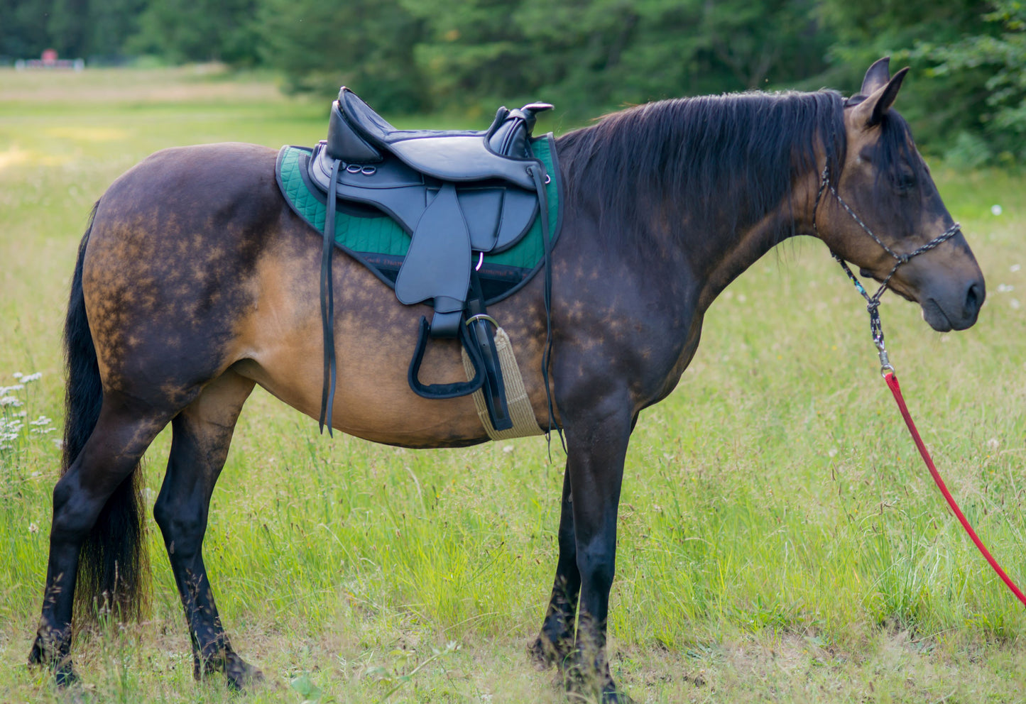 Town and Country Echo  (synthetic saddle) Western fenders and stirrups included