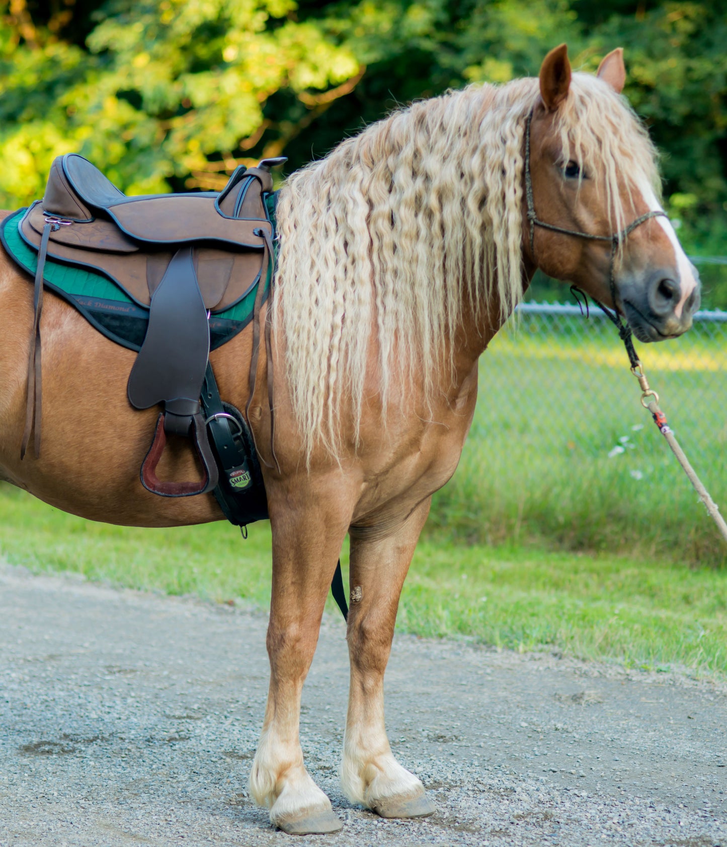 Black Diamond Suspension PLUS Saddle Pad