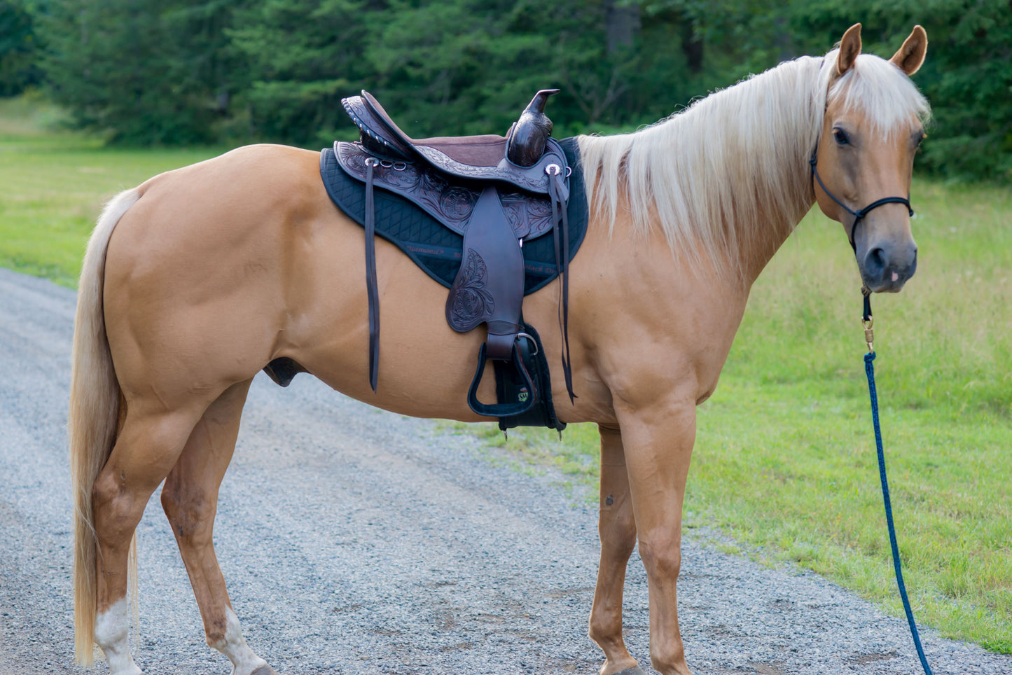 Sweet Baci in the Dark Brown Rosewood with Oak Leaf Tooling
